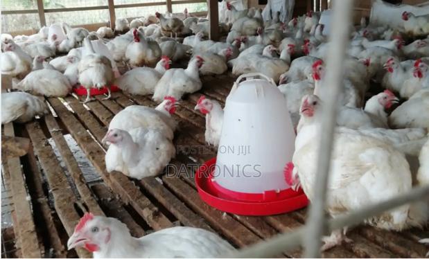 Broilers For Sale