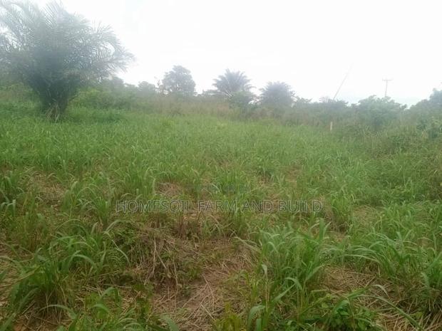 20 Acres of Farmland at Gomoa Odumase for Lease · Photo 2