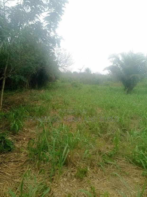 20 Acres of Farmland at Gomoa Odumase for Lease · Photo 3