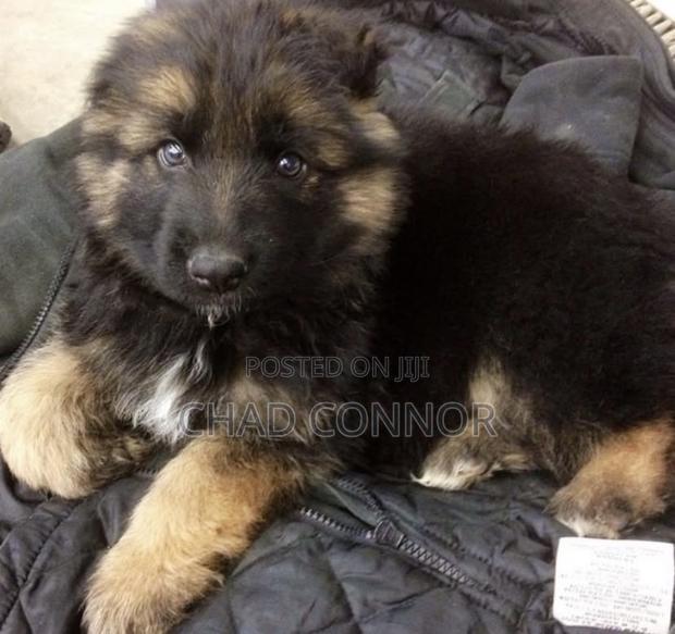 1-3 months Male Purebred German Shepherd · Photo 4
