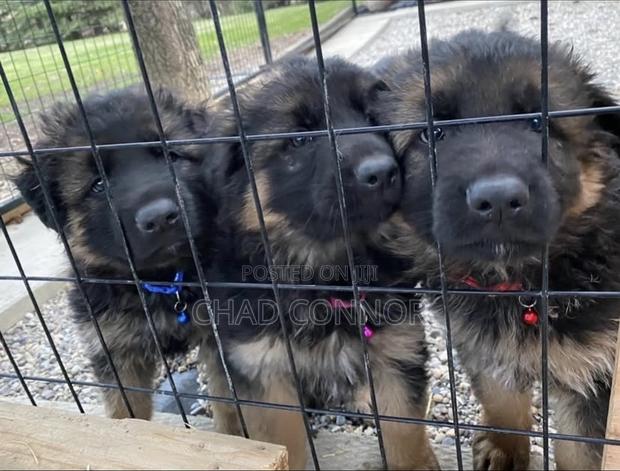 1-3 months Female Purebred German Shepherd · Photo 4