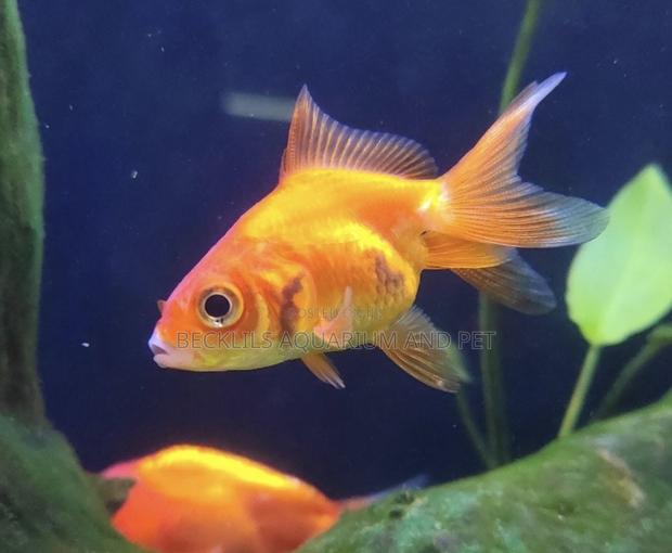 Double Tail Golden Fish · Photo 4