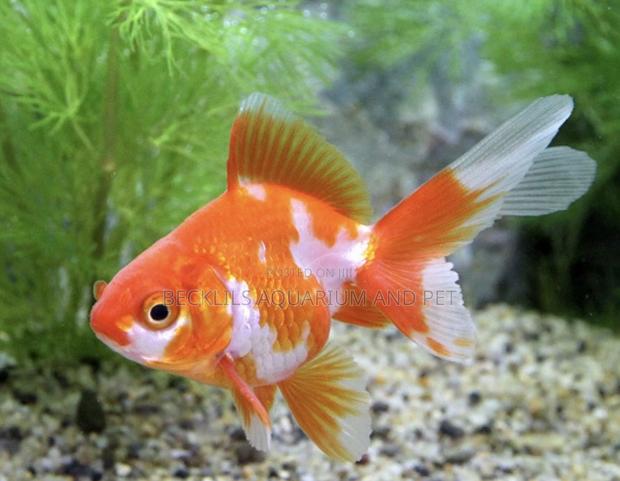 Double Tail Golden Fish · Photo 3