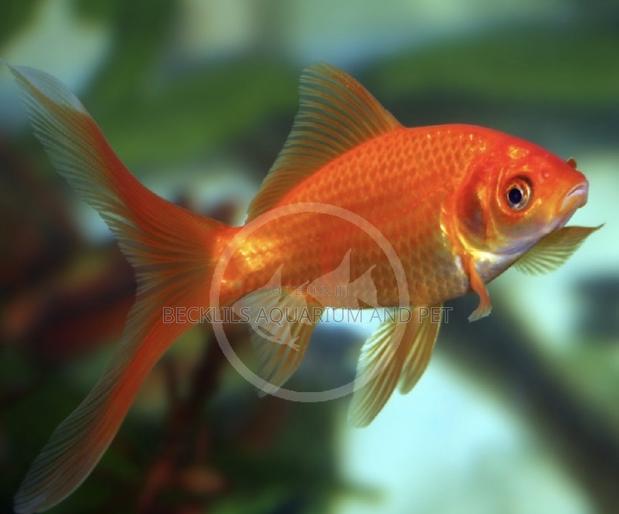 Comet Goldfish · Photo 3