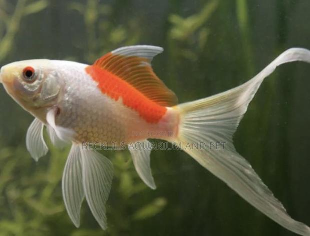 Comet Goldfish · Photo 4