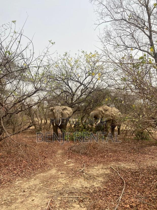 Tour To Mole National Park