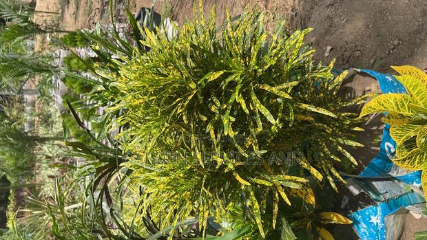 Croton for Sale photo 3
