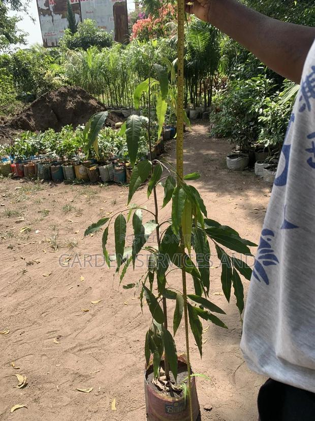 Indian Tree for Sale photo 4
