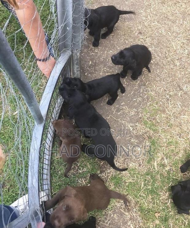 1-3 months Female Purebred Labrador Retriever · Photo 2