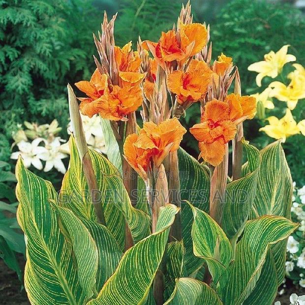 Canna Lilly for Sale photo 2