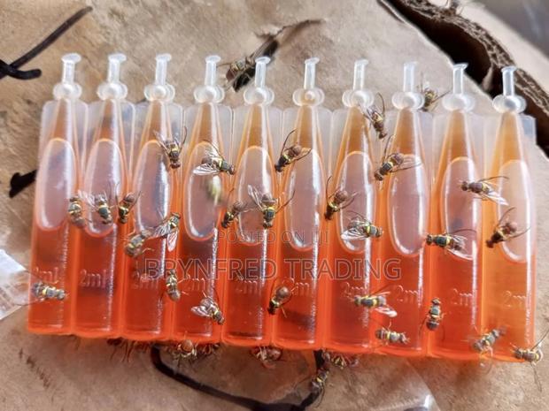 Fruitfly Pheromone Trap (Methyl Eugenol) · Photo 2