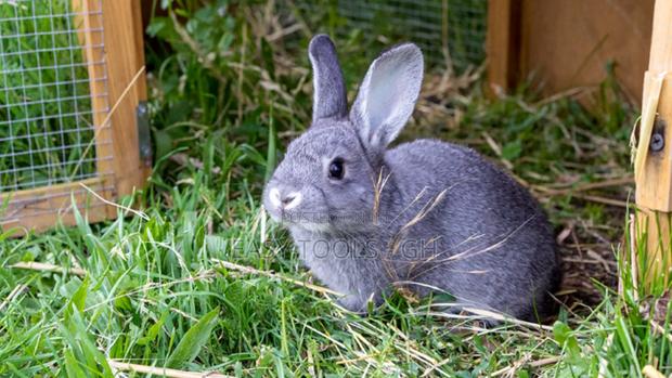Rabbits -( Local Crossbred With Lion Heads ) · Photo 4