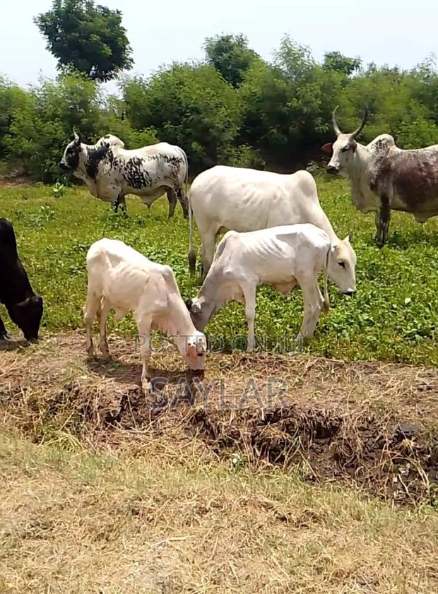 Best Price Cow's and Rams for Sale · Photo 4