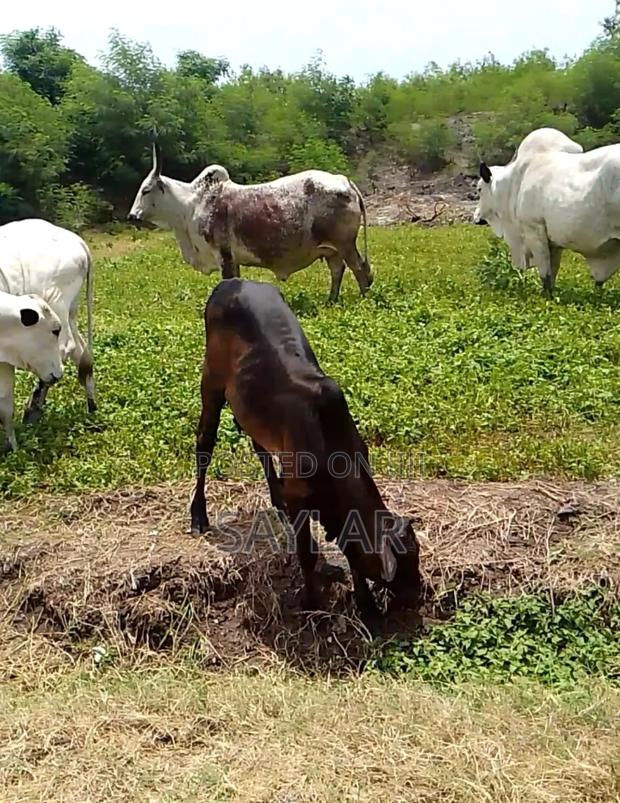 Healthy Cow's and Rams for Sale · Photo 4