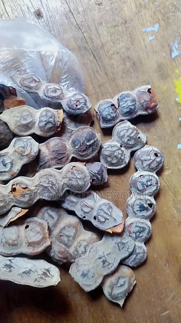 Bagawura / Acacia Seed · Photo 3