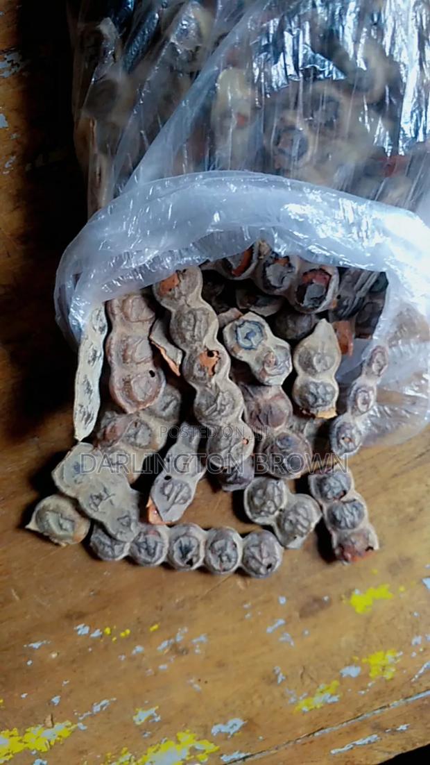 Bagawura / Acacia Seed · Photo 4