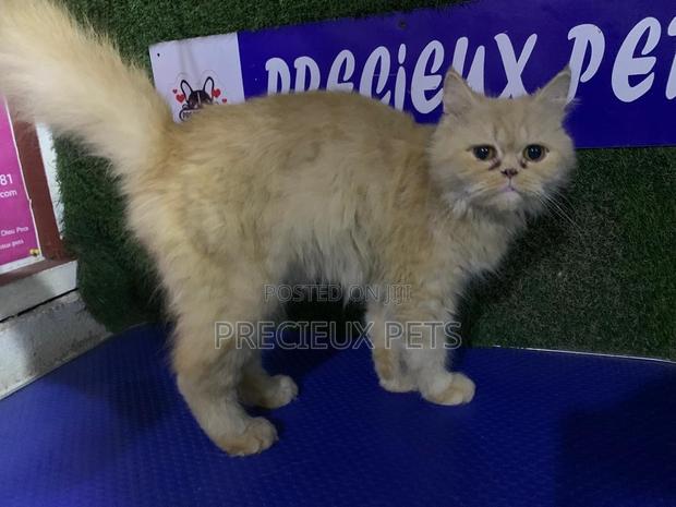1+ year Female Purebred Persian · Photo 4