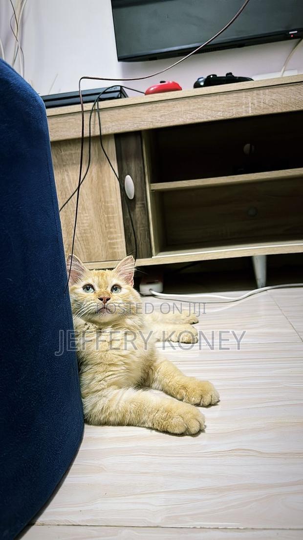 6-12 months Female Purebred Persian · Photo 3