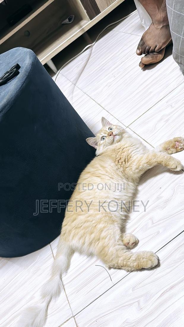 6-12 months Female Purebred Persian · Photo 4