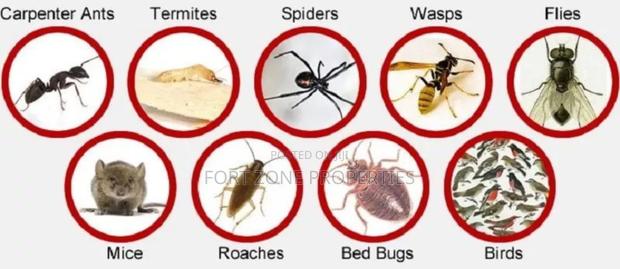 Legon Hills Fumigation Service With Cleantex · Photo 4