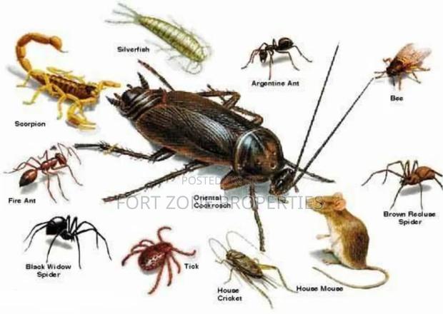 Teshie Fumigation Service With Cleantex · Photo 4