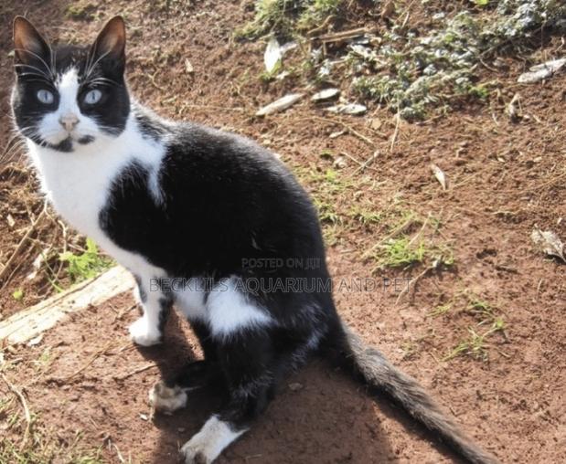 6-12 months Female Purebred Cat · Photo 4
