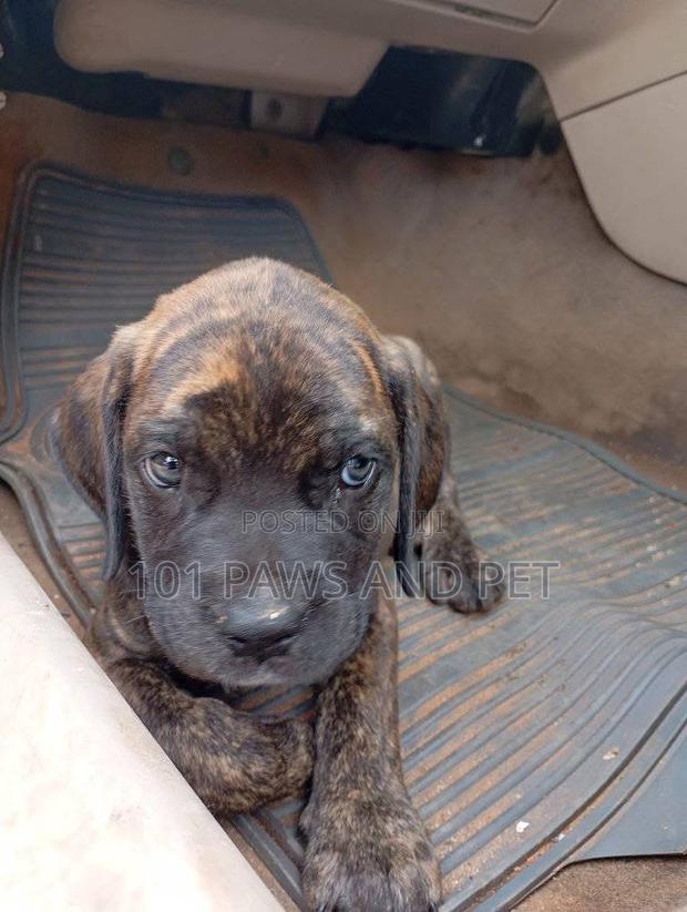 1-3 months Male Purebred Boerboel · Photo 4