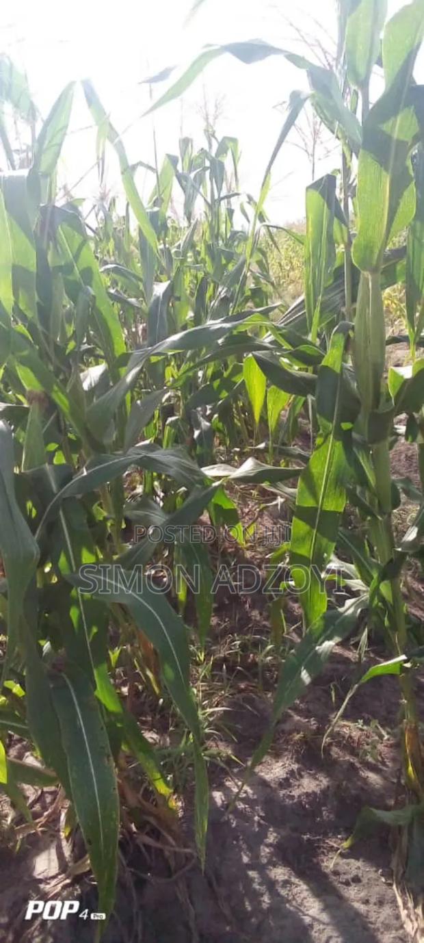 50,000 Acres of Farm Land for Sale