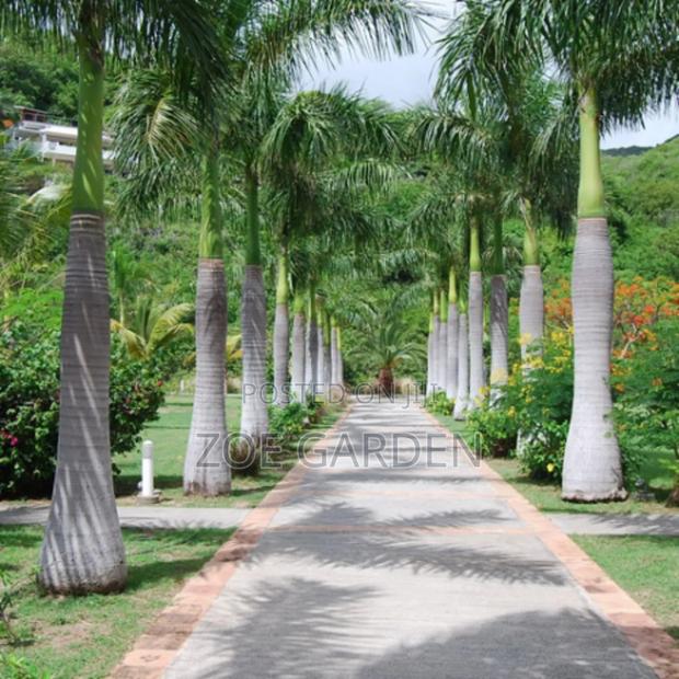 Royal Palm photo 2