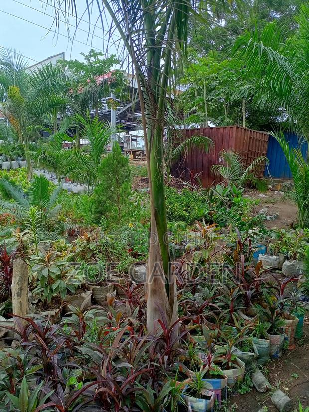 Royal Palm photo 3