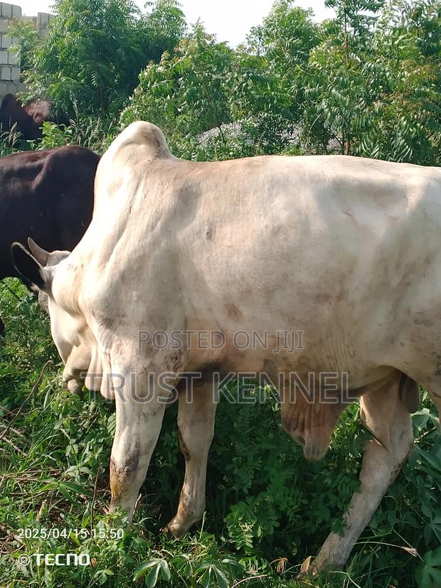 Healthy Cow Available · Photo 3