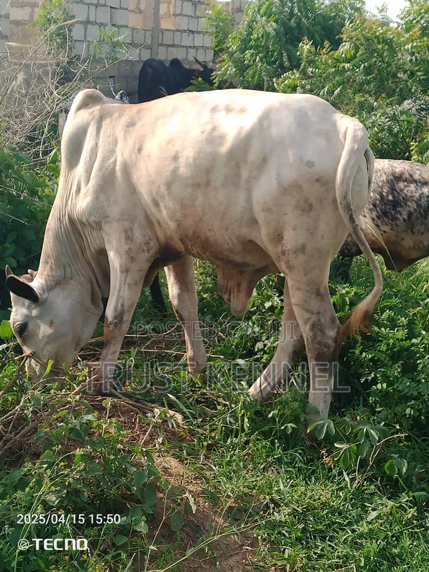 Healthy Cow Available · Photo 4