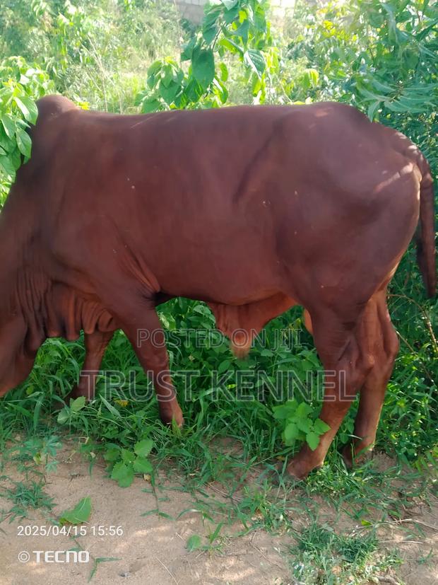 Healthy Cow Available for Sale · Photo 1