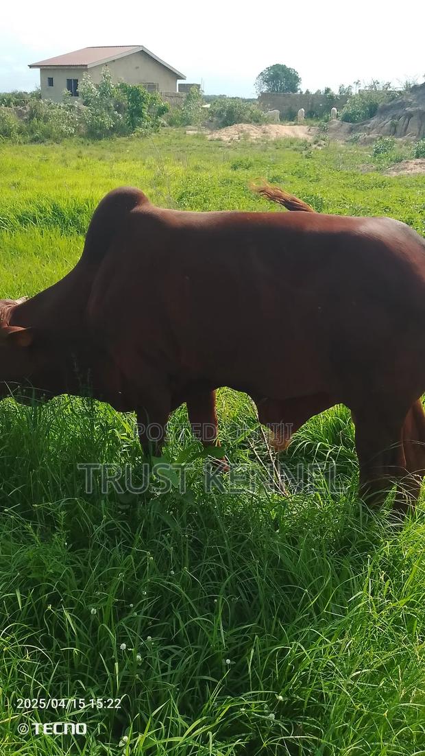 Healthy Cow Available for Sale · Photo 2