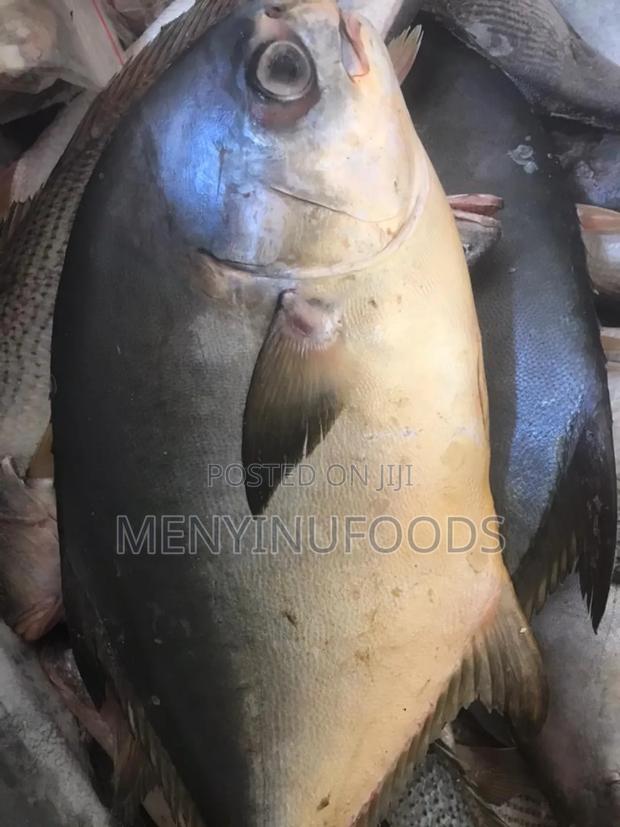 Fresh Pompano Fish for Sale – Wholesale Retail | Ghana · Photo 1