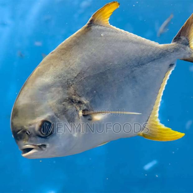 Fresh Pompano Fish for Sale – Wholesale Retail | Ghana · Photo 2