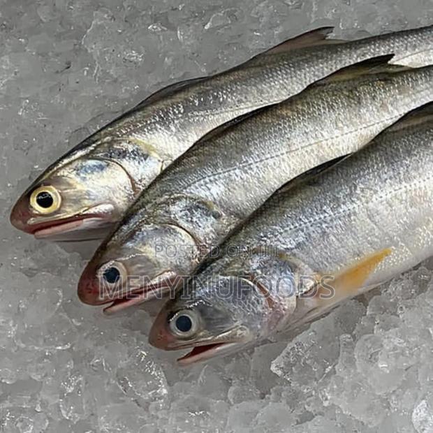 Fresh Threadfin Fish – Wholesale Retail| Ghana · Photo 1