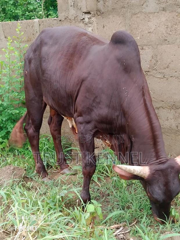 Healthy Cow Available for Sale · Photo 4