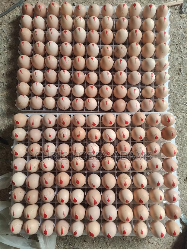 Fertile Eggs - Kuroiler X Holland Blue (Per Crate)