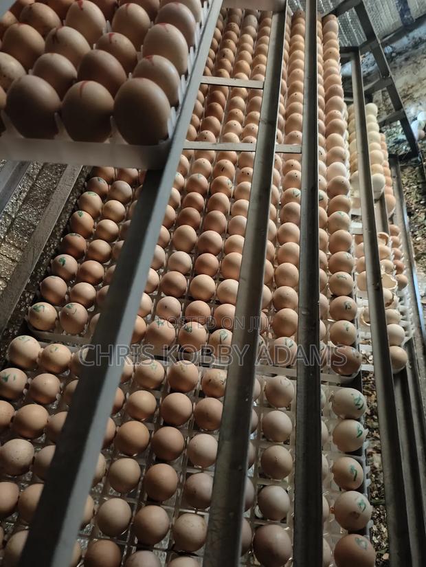 Fertile Eggs - Kuroiler X Holland Blue (Per Crate) photo 2