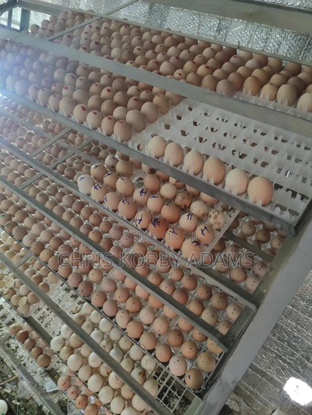 Fertile Eggs - Kuroiler X Holland Blue (Per Crate) photo 3