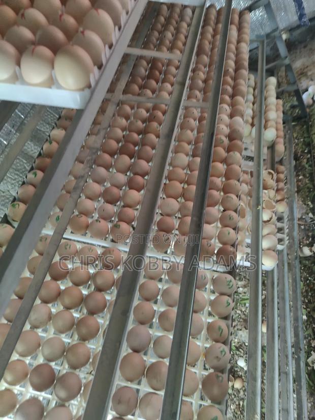 Fertile Eggs - Kuroiler X Holland Blue (Per Crate) photo 4