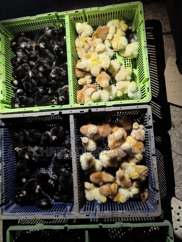 Fertile Eggs - Kuroiler X Holland Blue (Per Crate) photo 5