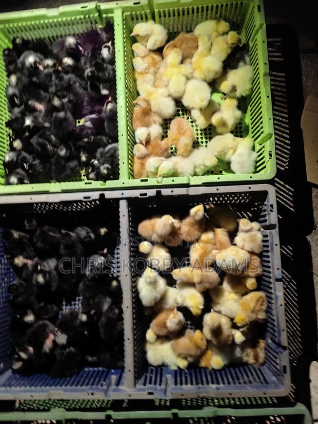 Fertile Eggs - Kuroiler X Holland Blue (Per Crate) photo 6