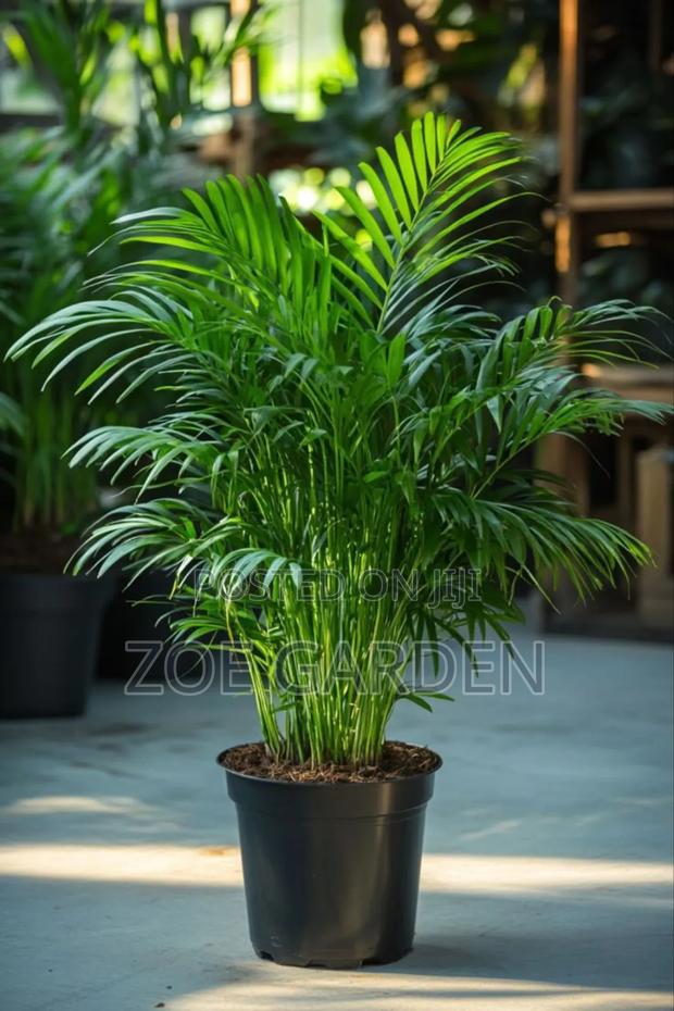Exotic Plants photo 3