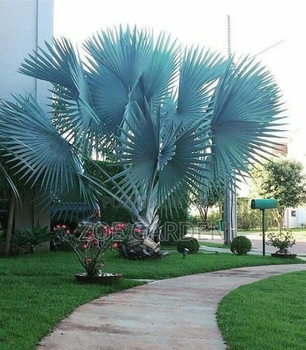 Exotic Plants photo 4
