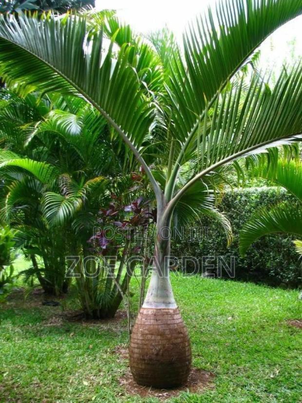 Exotic Plants photo 5
