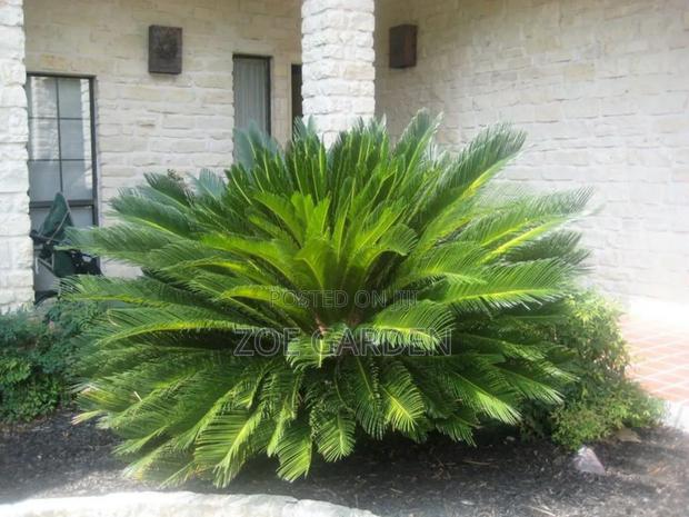 Exotic Plants photo 6