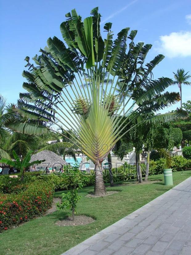 Exotic Plants photo 7