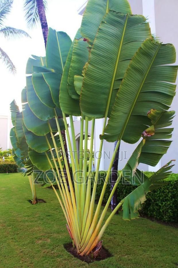 Exotic Plants photo 8